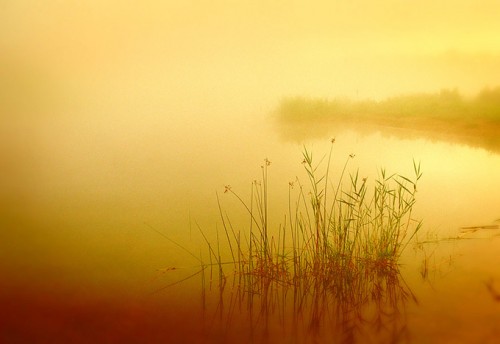 Golden pond by James Jordan on Flickr